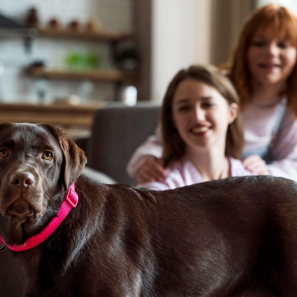 What Happens to Pets in Australian Family Law Disputes