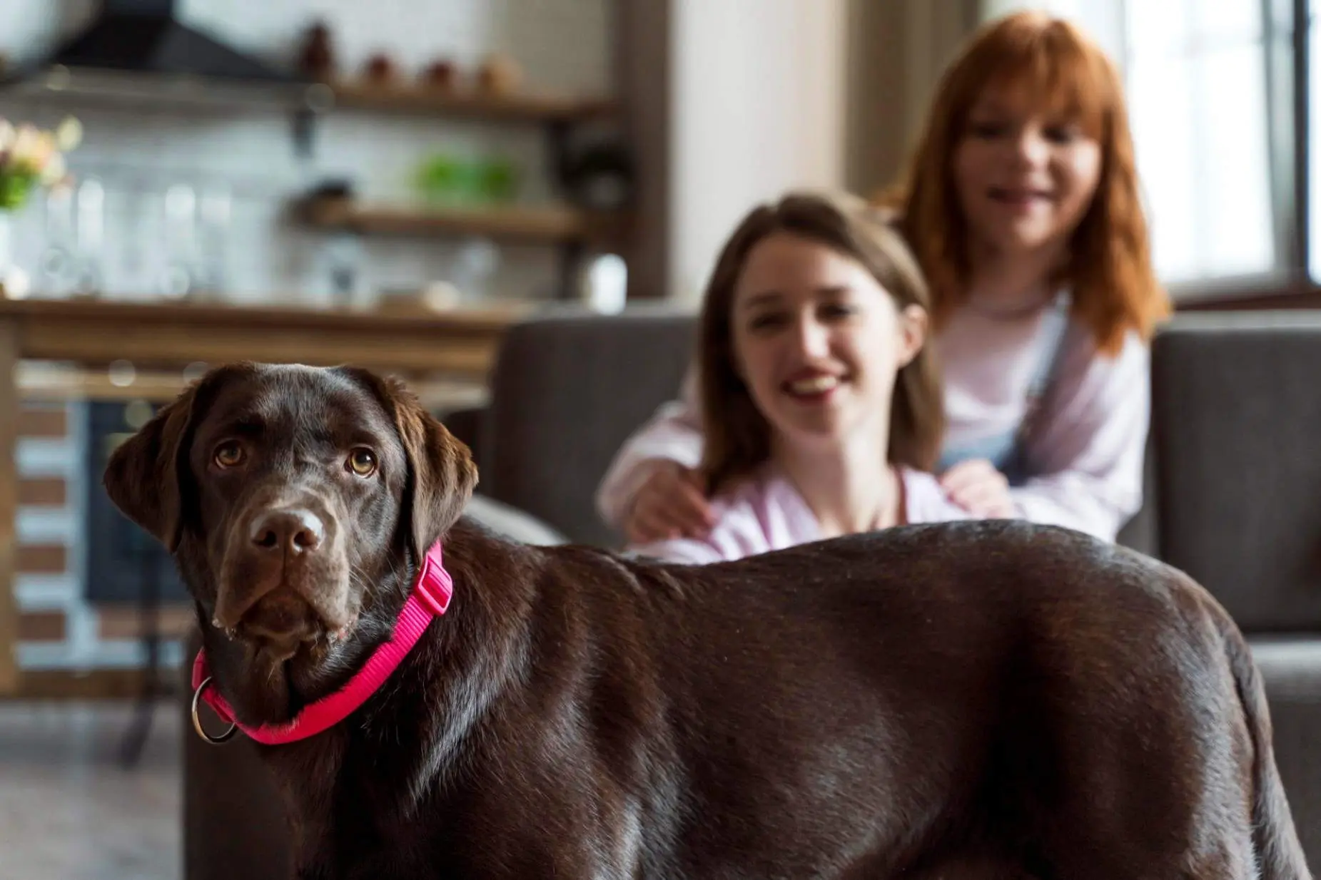 What Happens to Pets in Australian Family Law Disputes