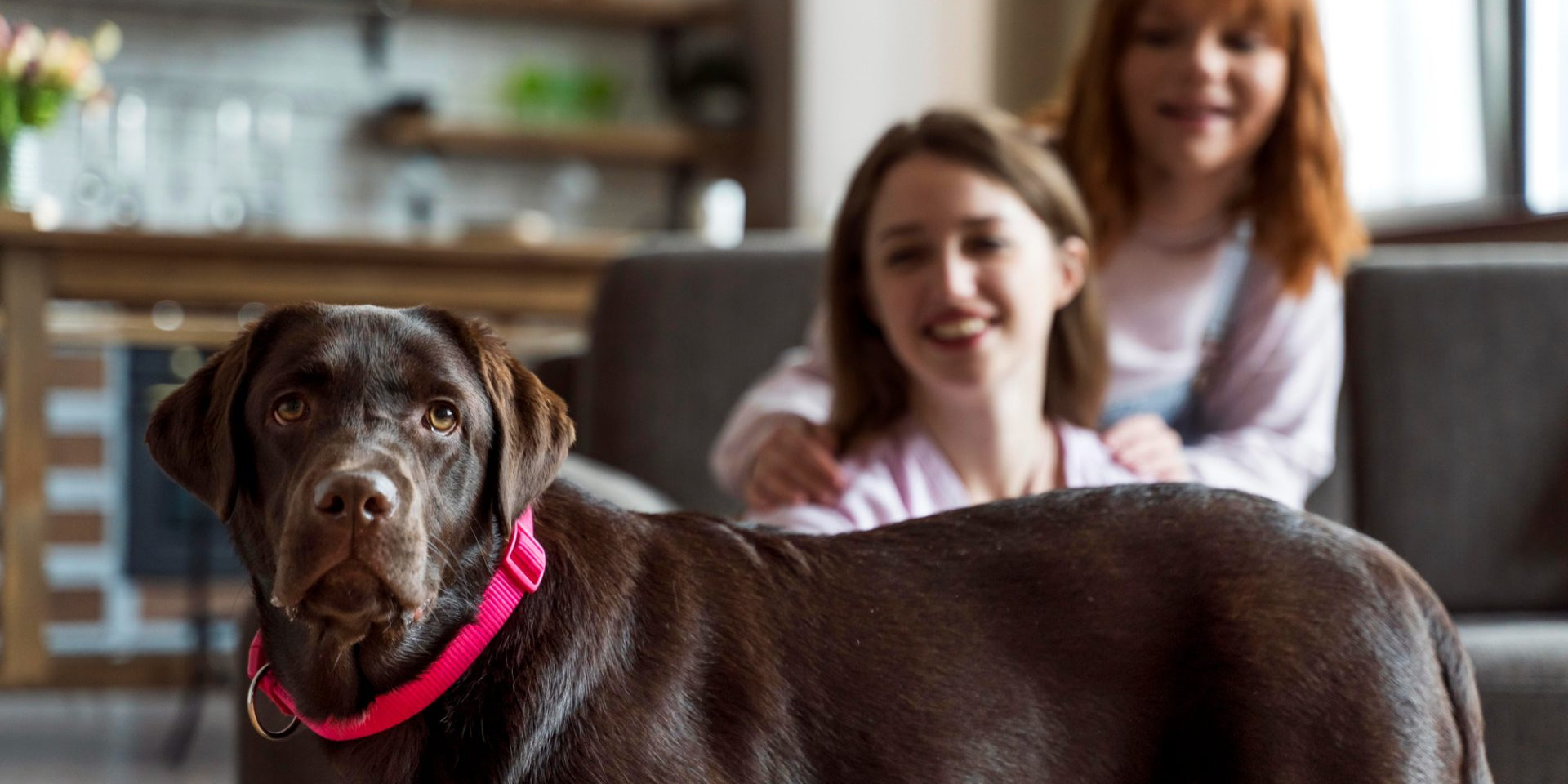 What Happens to Pets in Australian Family Law Disputes