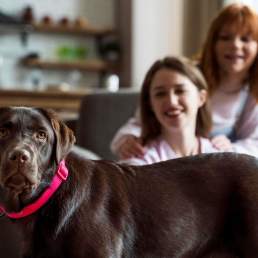 What Happens to Pets in Australian Family Law Disputes